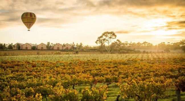 澳大利亞巴羅莎谷_650 澳大利亞巴羅莎谷_650