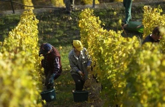 全球葡萄酒總產(chǎn)量下降8.2%,2018葡萄酒漲價已成定勢